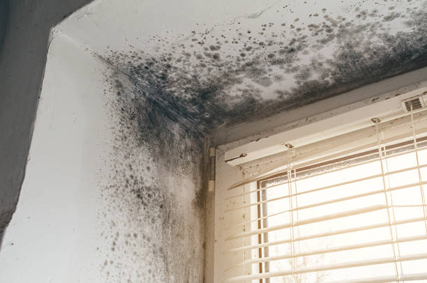 Affordable Basement Mold Removal solutions in Spring Hill, TN